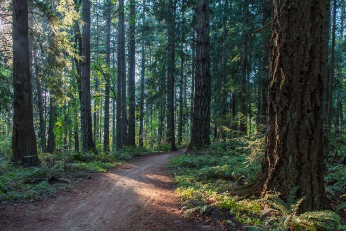 Oregon forests