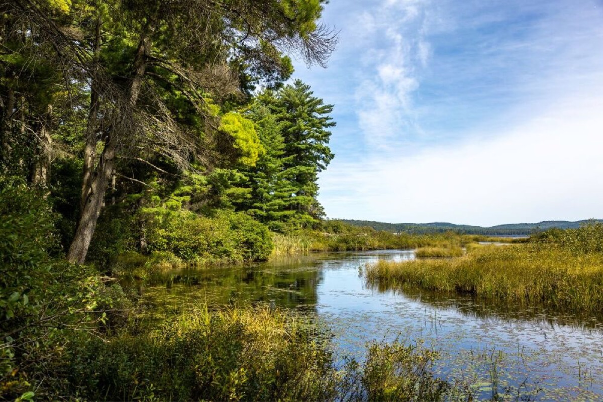 Ontario forest